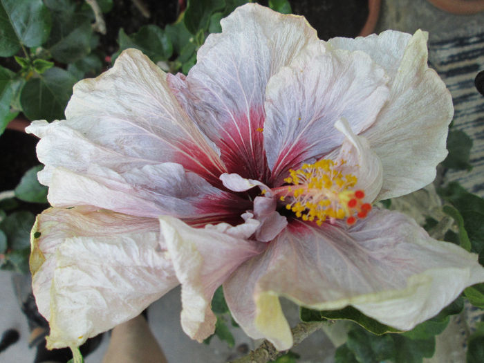 hibiscus