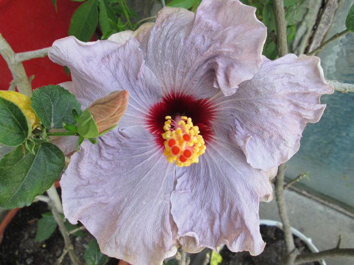 hibiscus