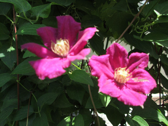 clematis - flori in Iulie 2013