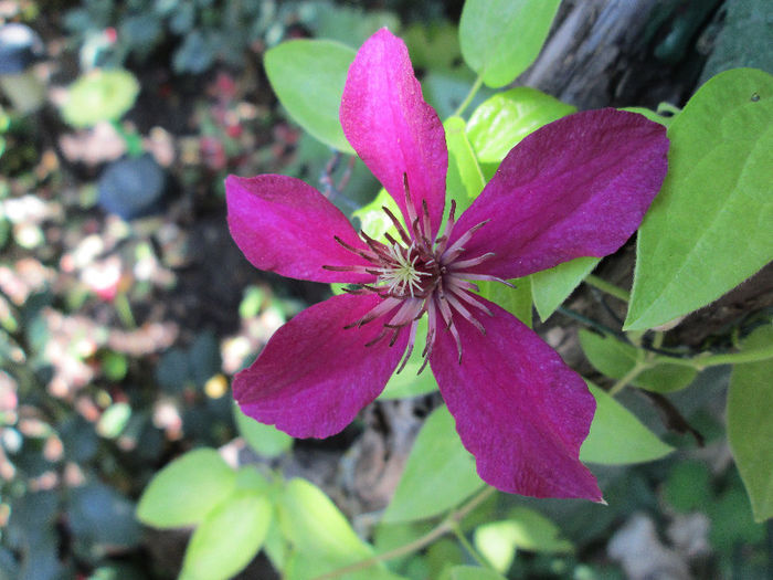 clematis - flori in Iulie 2013