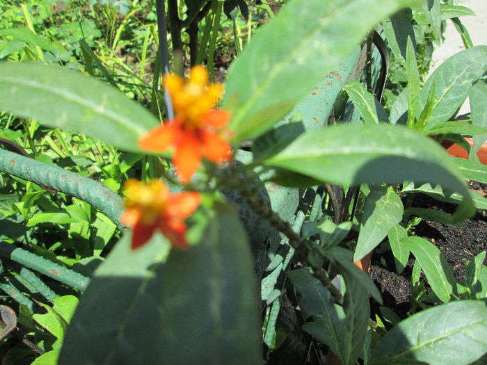 asclepias - flori in Iulie 2013