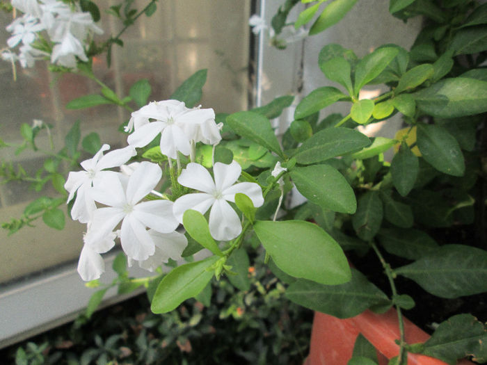 plumbago - flori in Iulie 2013