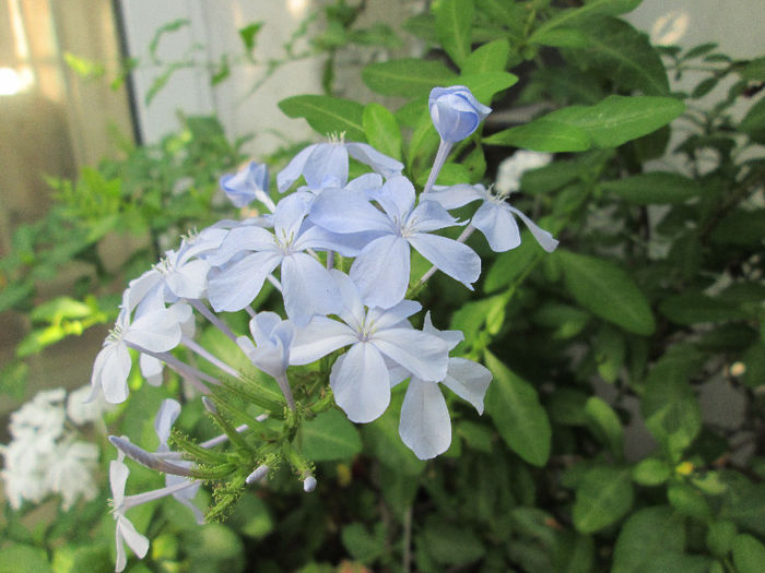 plumbago - flori in Iulie 2013