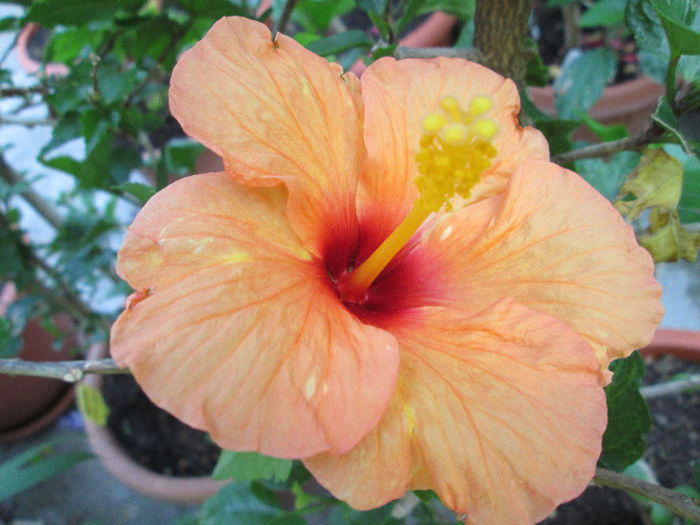 hibiscus