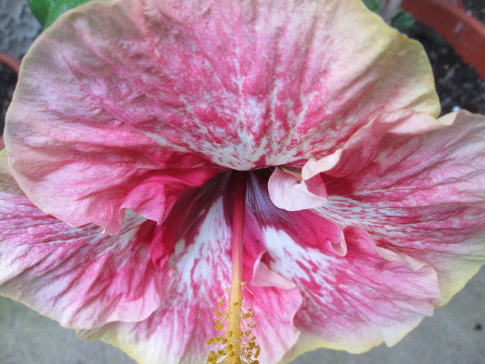 hibiscus 2