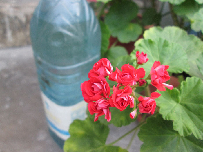 muscata - flori in Iulie 2013