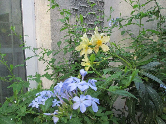 contrast plumbago leandru - flori in Iulie 2013