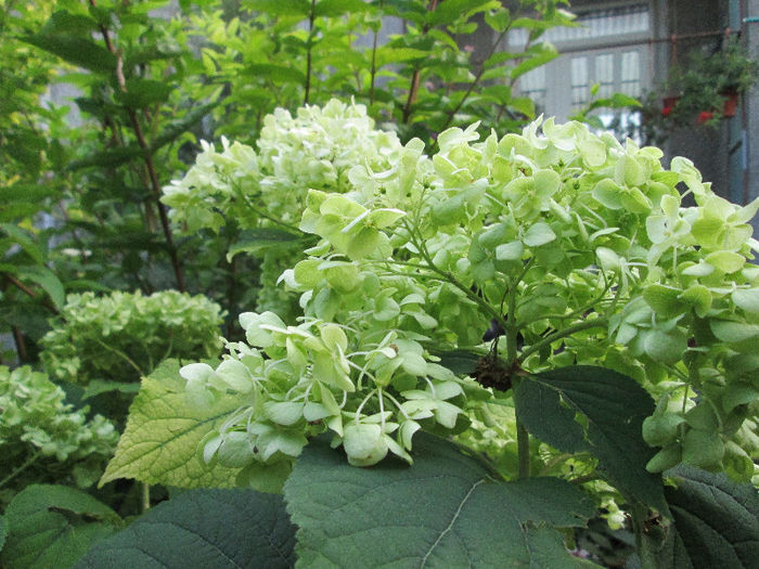 hortensia de gradina