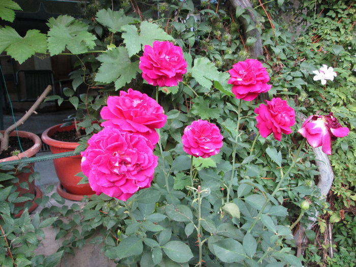 trandafir - flori in Iulie 2013