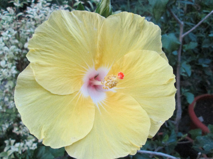 hibiscus - flori in Iulie 2013