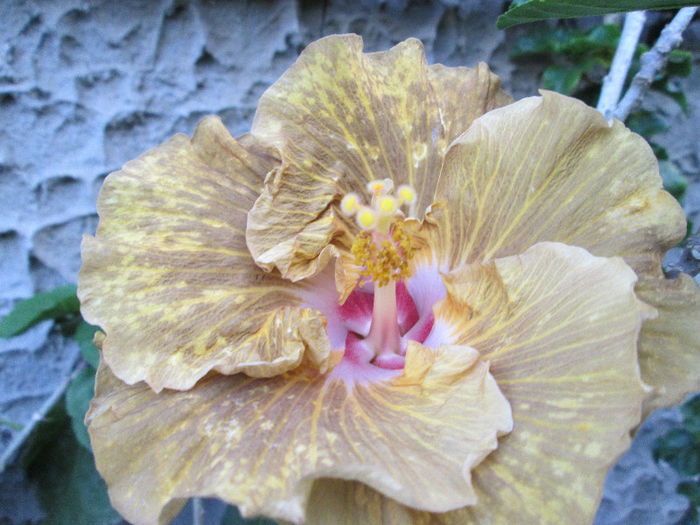 hibiscus - flori in Iulie 2013