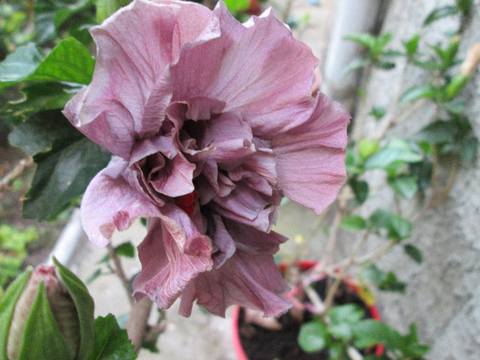 hibiscus - flori in Iulie 2013