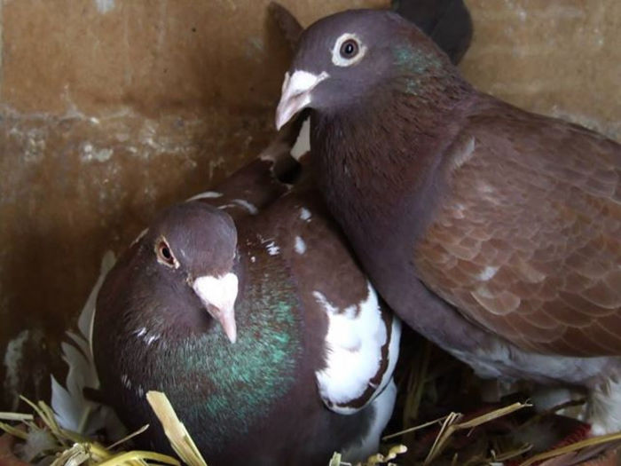 asa arata un meulemans nu  copii dupa - 0 CUMPAR PUI MEULEMANS AZI NU MAINE