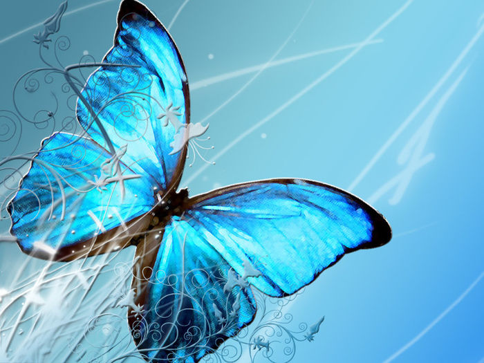 butterfly wallpaper,fluturasi,imagini cu fluturasi,poze cu fluturasi, butterfly, flower, nature, flu