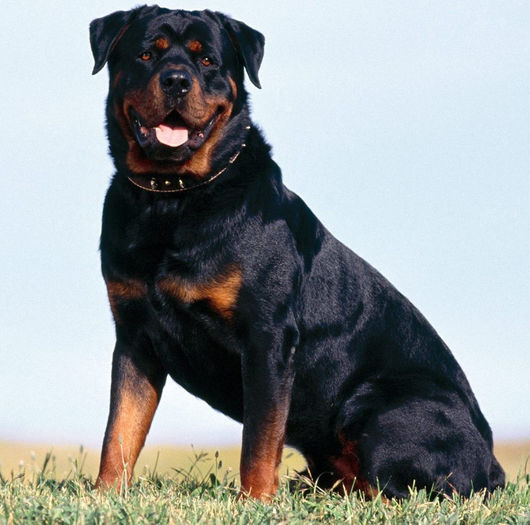 Rottweiler - z-Rottweiler