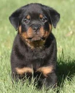 images - z-Rottweiler