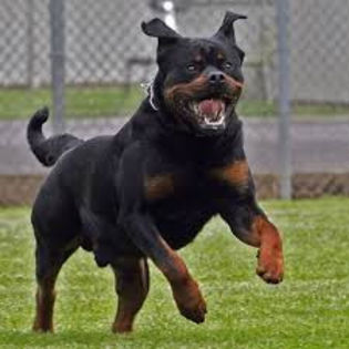 images - z-Rottweiler