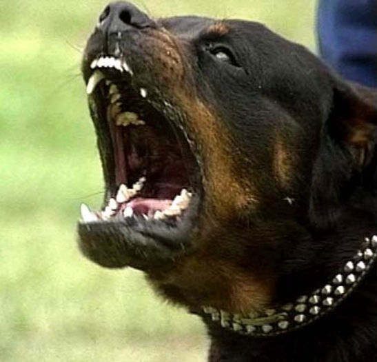 Un-mascul-adult-din-rasa-Rottweiller-are-intre-61-si-69-de-centimetri-inaltime-si-o-greutate-de-43-5 - z-Rottweiler