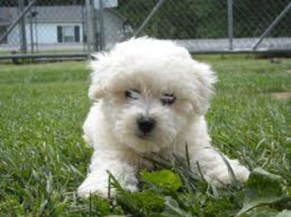 image - z-Bichon Frise