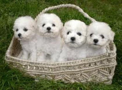 images - z-Bichon Frise