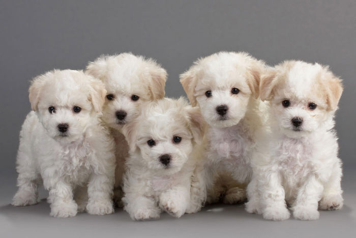 bichon-frise-puppies-photos - z-Bichon Frise