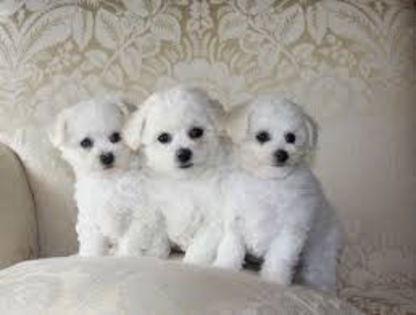 images - z-Bichon Frise