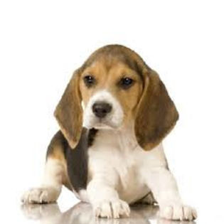 images - z-Beagle