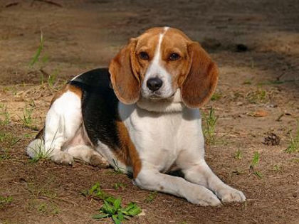 rase-de-caini-beagle - z-Beagle