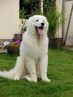 Kuvasz-este-un-caine-puternic-si-robust - z-Kuwasz-Mioritic Unguresc