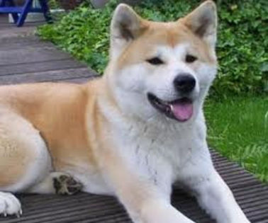 image - z-Akita Inu