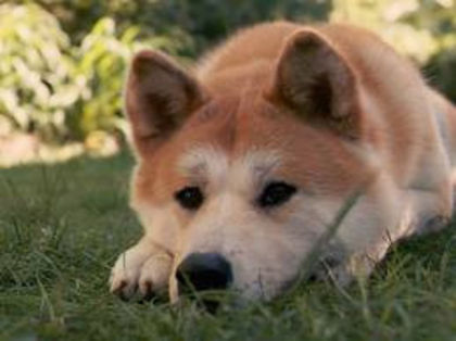 image - z-Akita Inu