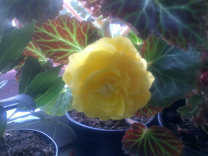 120720131206 - plante 2013