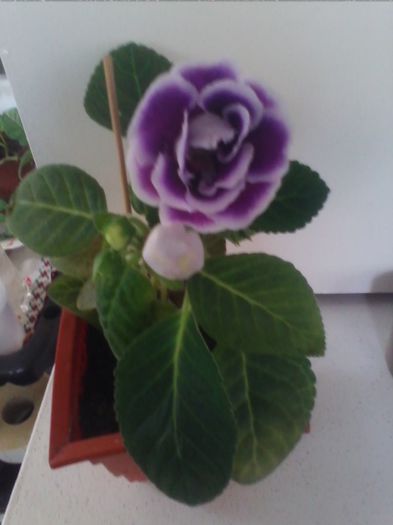 mov cu tiv alb batut 3. - gloxinia 2013