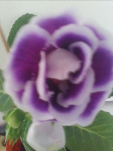 16.7.2013 - gloxinia 2013