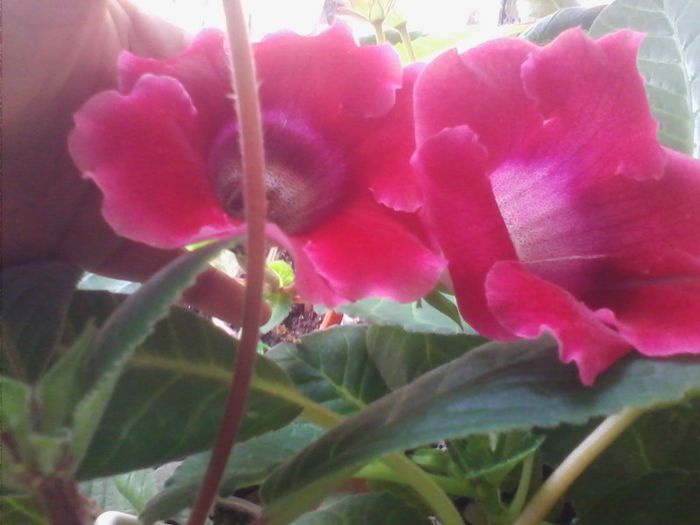 rosu tigrat pentru Simona - gloxinia 2013