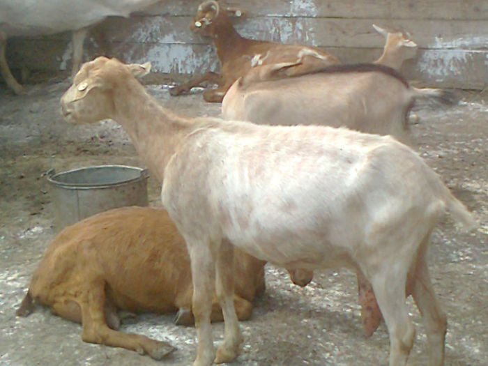 Fotografie0087 - Poze capre dupa tundere