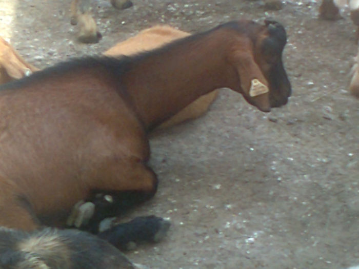 Fotografie0105 - Poze capre dupa tundere
