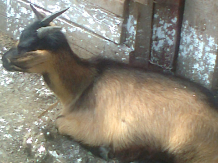 Fotografie0106 - Poze capre dupa tundere