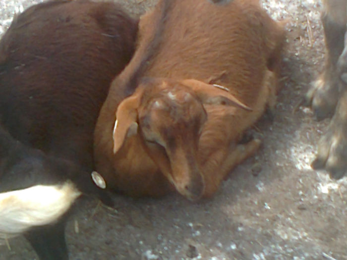 Fotografie0107 - Poze capre dupa tundere