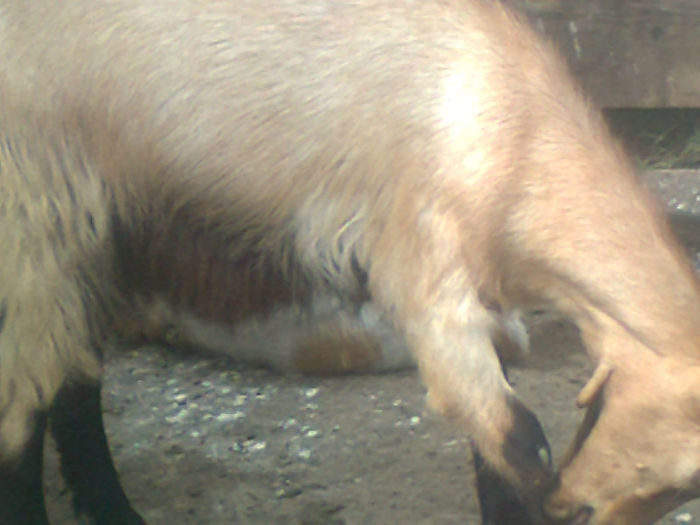 Fotografie0110 - Poze capre dupa tundere