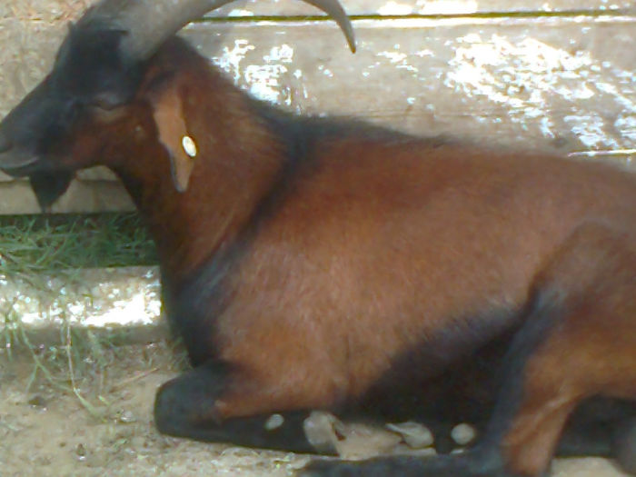 Fotografie0111 - Poze capre dupa tundere
