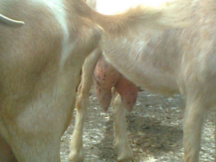 Fotografie0112 - Poze capre dupa tundere