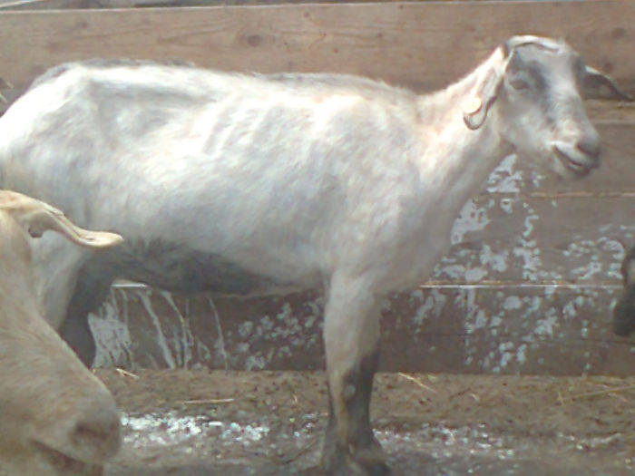 Fotografie0113 - Poze capre dupa tundere