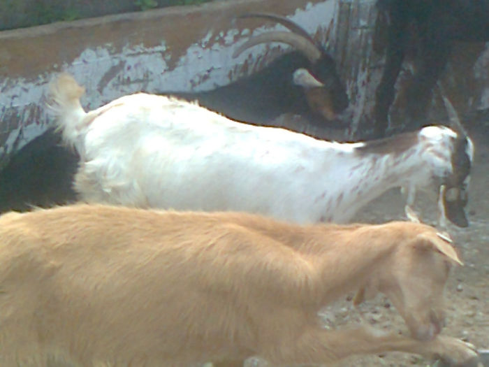 Fotografie0114 - Poze capre dupa tundere