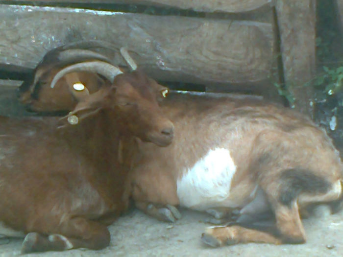 Fotografie0115 - Poze capre dupa tundere