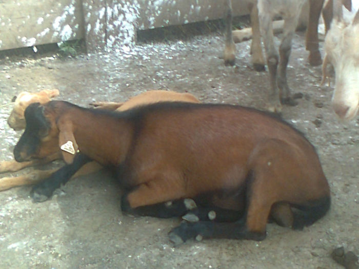 Fotografie0116 - Poze capre dupa tundere