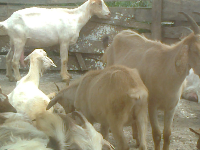Fotografie0118 - Poze capre dupa tundere