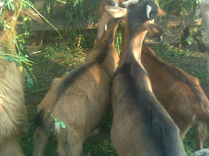 Fotografie0128 - Poze capre dupa tundere