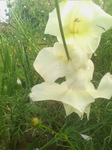 Picture 174 - flori de gradina 2013