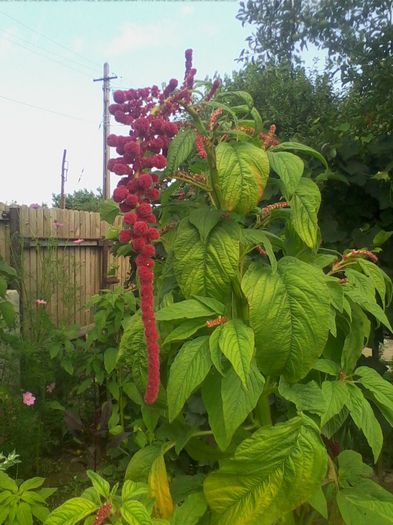 Picture 177 - flori de gradina 2013